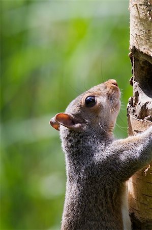 A grey Squirrel climbing a tree closeup Photographie de stock - Aubaine LD & Abonnement, Code: 400-06206002