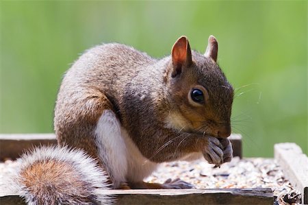 Squirrel on top of a bird table feeding Photographie de stock - Aubaine LD & Abonnement, Code: 400-06206003