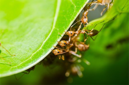 red ant teamwork in green nature or in the garden Stock Photo - Budget Royalty-Free & Subscription, Code: 400-06206041