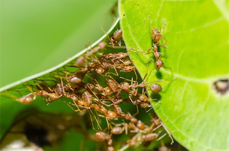 red ant teamwork in green nature or in the garden Stock Photo - Budget Royalty-Free & Subscription, Code: 400-06206042