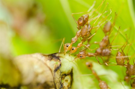 red ant teamwork in green nature or in the garden Stock Photo - Budget Royalty-Free & Subscription, Code: 400-06206043