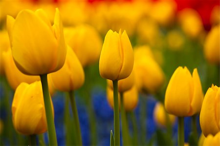 Picture of beautiful yellow tulips on shallow deep of field Photographie de stock - Aubaine LD & Abonnement, Code: 400-06206127