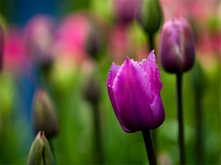 simsearch:400-05891971,k - Picture of beautiful tulips on shallow deep of field Stock Photo - Budget Royalty-Free & Subscription, Code: 400-06206129