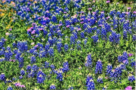 Field of bluebonnets near San Antonio, TX Photographie de stock - Aubaine LD & Abonnement, Code: 400-06206197