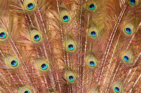 Male peacock feather display. Stockbilder - Microstock & Abonnement, Bildnummer: 400-06206245