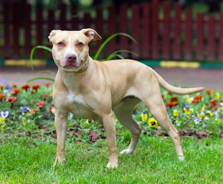 Outdoor Portrait standing American Pit Bull Terrier Photographie de stock - Aubaine LD & Abonnement, Code: 400-06206450
