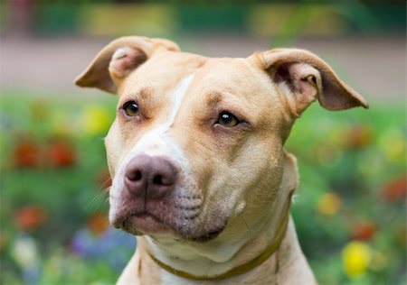 staffordshire terrier - Outdoor Portrait close-up American Pit Bull Terrier Stockbilder - Microstock & Abonnement, Bildnummer: 400-06206451