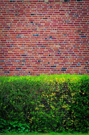 Background  with green bushes at an brown wall backdrop Stock Photo - Budget Royalty-Free & Subscription, Code: 400-06206488
