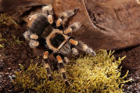 fang - Brachypelma smithi Stock Photo - Budget Royalty-Free & Subscription, Code: 400-06206731