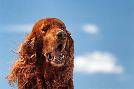 dog with ears - Red irish setter dog turn head on blue sky with clouds Foto de stock - Super Valor sin royalties y Suscripción, Código: 400-06206847