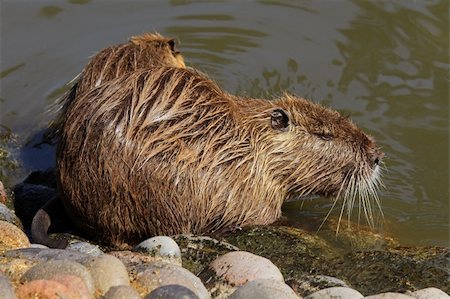 Coipo or Nutria (Myocastor coypus) feeding in shallow water, South America Stock Photo - Budget Royalty-Free & Subscription, Code: 400-06207208