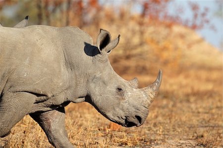 rhino south africa - White (square-lipped) rhinoceros (Ceratotherium simum), South Africa Stock Photo - Budget Royalty-Free & Subscription, Code: 400-06207215