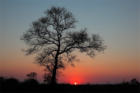 south africa scene tree - Sunset with silhouetted African savanna tree, South Africa Photographie de stock - Aubaine LD & Abonnement, Code: 400-06207212
