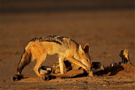 A black-backed Jackal (Canis mesomelas) scavenging on a carcass, Kalahari desert, South Africa Stock Photo - Budget Royalty-Free & Subscription, Code: 400-06207213