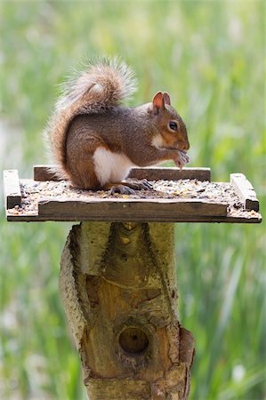 Squirrel on top of a bird table feeding Foto de stock - Super Valor sin royalties y Suscripción, Código: 400-06207523