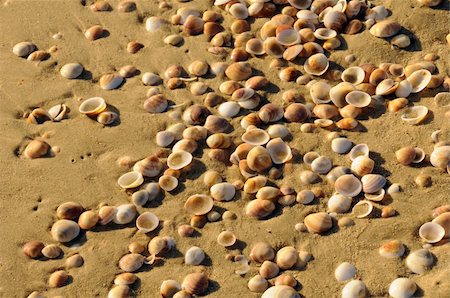 Close up of wet shells on sea coast Foto de stock - Royalty-Free Super Valor e Assinatura, Número: 400-06207659