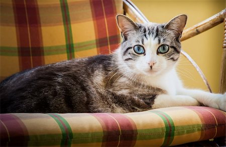 simsearch:400-07050558,k - Beautiful cat resting on a elegant wicker chair; daylight. Stockbilder - Microstock & Abonnement, Bildnummer: 400-06207852