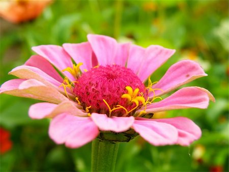 simsearch:400-05891971,k - Summer time. Macro detail of flower in garden. Stock Photo - Budget Royalty-Free & Subscription, Code: 400-06208176