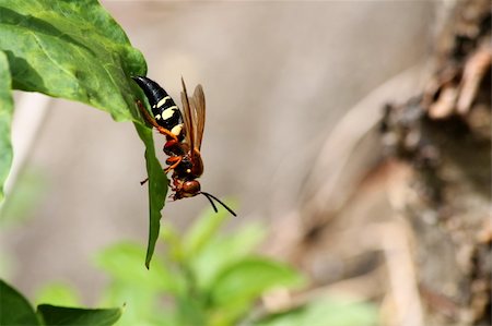 A Cicada killer wasp on a leaf Photographie de stock - Aubaine LD & Abonnement, Code: 400-06208203