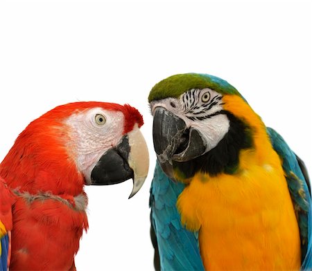 Two Colorful Parrots On White Background Foto de stock - Super Valor sin royalties y Suscripción, Código: 400-06208390