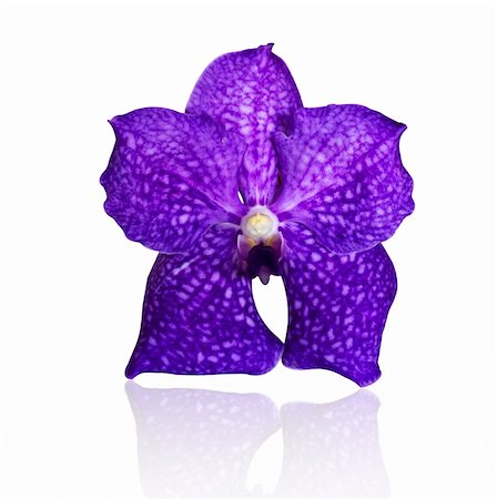 Beautiful violet orchid against on white background Stock Photo - Budget Royalty-Free & Subscription, Code: 400-06201059