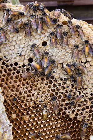 Close up view of the working bees on honeycomb Stock Photo - Budget Royalty-Free & Subscription, Code: 400-06201086