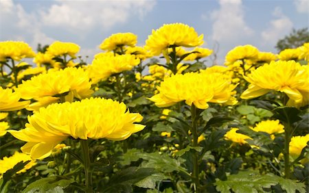 simsearch:400-05245245,k - Colorful  yellow chrysanthemum  flowers in garden Foto de stock - Super Valor sin royalties y Suscripción, Código: 400-06201089