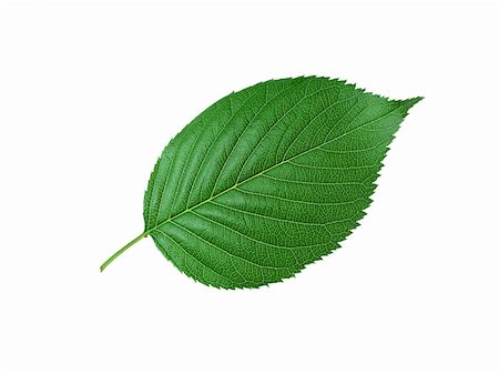 simsearch:400-04408167,k - Beautiful green leaf isolated on white Stock Photo - Budget Royalty-Free & Subscription, Code: 400-06201219