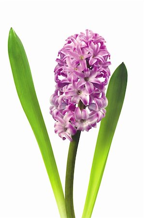 Pink hyacinth isolated on white background Stock Photo - Budget Royalty-Free & Subscription, Code: 400-06201220