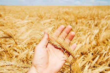 rye ear - gold harvest in hand Stock Photo - Budget Royalty-Free & Subscription, Code: 400-06201254