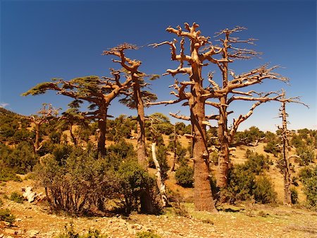 Dry trees in mountains of Morocco Foto de stock - Royalty-Free Super Valor e Assinatura, Número: 400-06201386