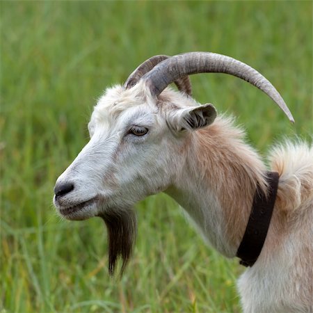 simsearch:400-07299198,k - Head of a goat. Side view. Foto de stock - Super Valor sin royalties y Suscripción, Código: 400-06201619