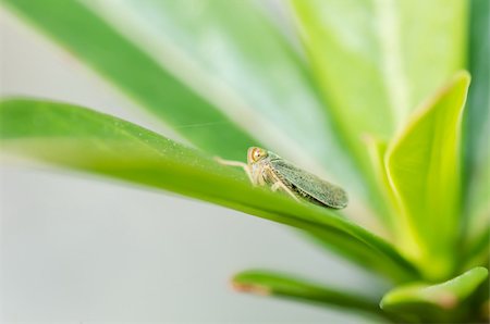 simsearch:400-06138663,k - Aphid insect in green nature or in the garden Stock Photo - Budget Royalty-Free & Subscription, Code: 400-06201716