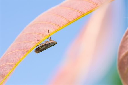poux - Aphid insect in green nature or in the garden Photographie de stock - Aubaine LD & Abonnement, Code: 400-06201717