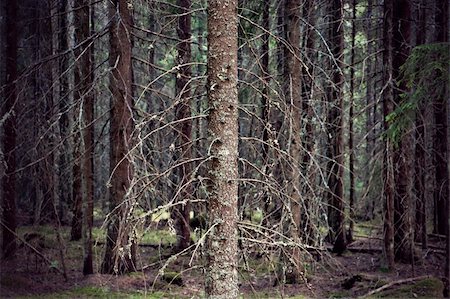 spruce tree bark - Thick forest with bare trunks of spruce trees Stock Photo - Budget Royalty-Free & Subscription, Code: 400-06201956