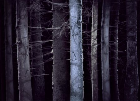 death fear - Spooky forest in winter evening with tree trunks  in shades of blue Stock Photo - Budget Royalty-Free & Subscription, Code: 400-06201957