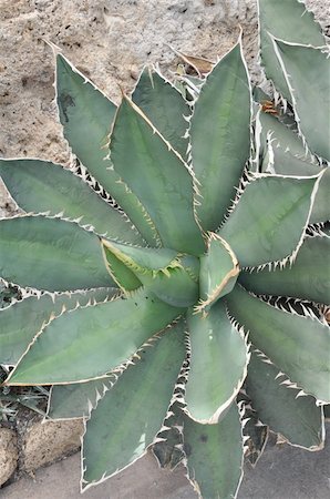 Cactus in the Desert Stock Photo - Budget Royalty-Free & Subscription, Code: 400-06201966