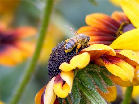 Wasp sitting on the yellow flower Photographie de stock - Aubaine LD & Abonnement, Code: 400-06202011