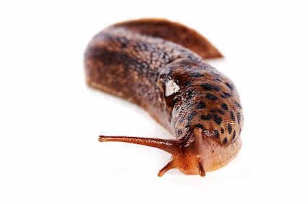 The spotty slug creeps on a white background Stockbilder - Microstock & Abonnement, Bildnummer: 400-06202348