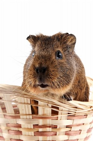 Portrait of a guinea pig in a wattled basket Fotografie stock - Microstock e Abbonamento, Codice: 400-06202349