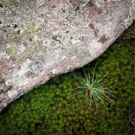 Contrast of granite rock and green moss with a pine sapling. Fotografie stock - Microstock e Abbonamento, Codice: 400-06202357
