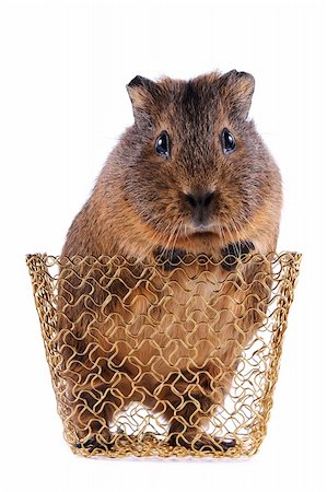 Guinea pig in a gold wattled basket on a white background Stockbilder - Microstock & Abonnement, Bildnummer: 400-06202350