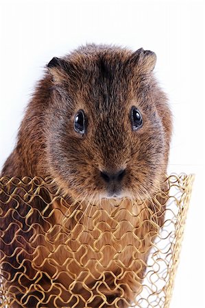 Portrait of a guinea pig in a gold wattled basket on a white background Fotografie stock - Microstock e Abbonamento, Codice: 400-06202351