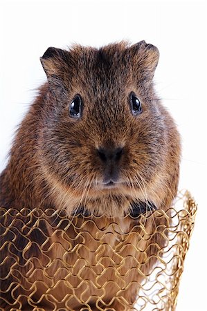 Portrait of a guinea pig in a gold wattled basket on a white background Stockbilder - Microstock & Abonnement, Bildnummer: 400-06202352