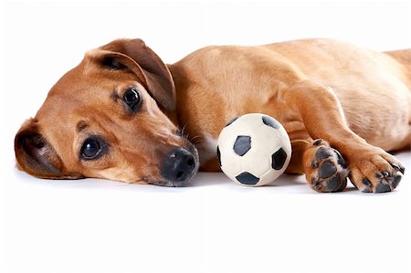 simsearch:400-04353812,k - The red dachshund with a ball lies on a white background Stockbilder - Microstock & Abonnement, Bildnummer: 400-06202353
