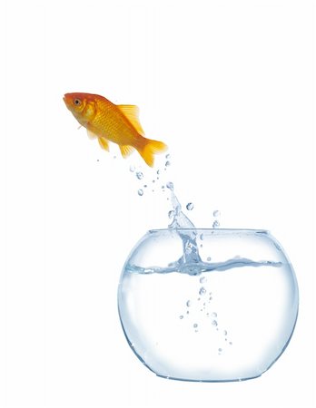 simsearch:400-04689966,k - jumping out fish from aquarium on white background Photographie de stock - Aubaine LD & Abonnement, Code: 400-06202377