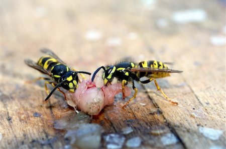 simsearch:400-04909471,k - voracious wasps on remainders of food Photographie de stock - Aubaine LD & Abonnement, Code: 400-06202372