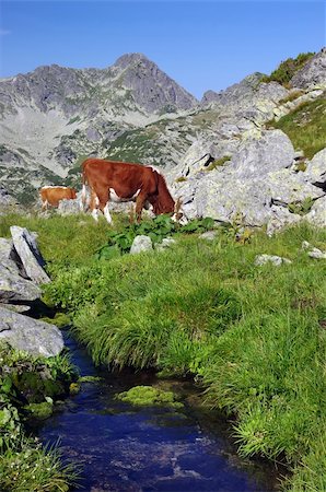 summer mountain cow on pasture with water stream Photographie de stock - Aubaine LD & Abonnement, Code: 400-06202392