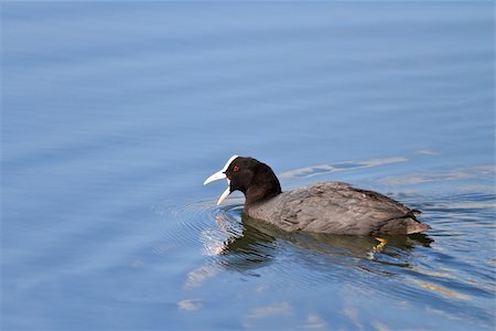 simsearch:400-07309672,k - Eurasian coot (Fulica atra) swimming on pond Stock Photo - Budget Royalty-Free & Subscription, Code: 400-06202494