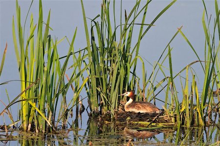 great crested grebe (podiceps cristatus) on nest Photographie de stock - Aubaine LD & Abonnement, Code: 400-06202491